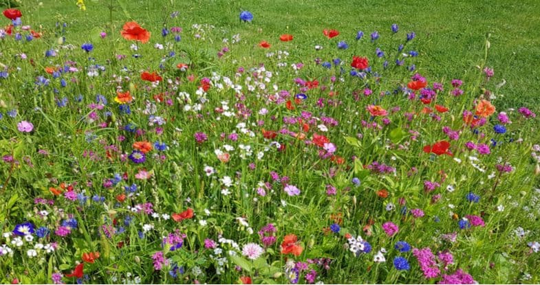 An image of wild flowers