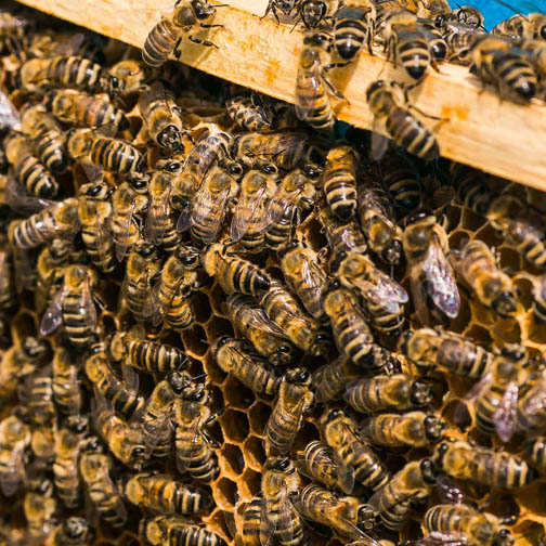 GVA brings the buzz to Manchester
